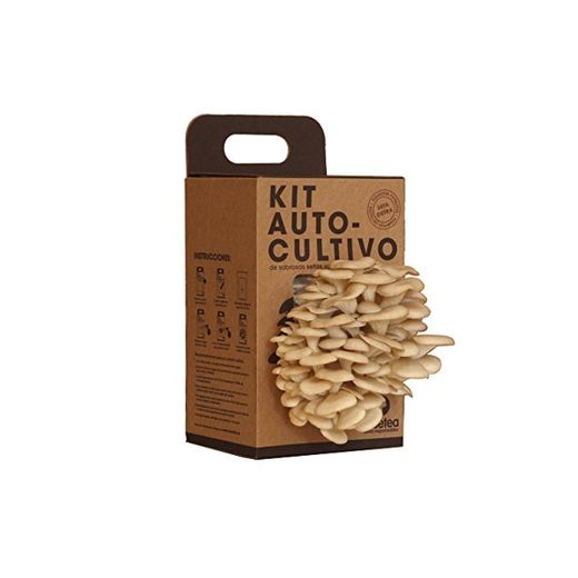 Kit Autocultivo de setas ostra sobre posos de café reciclados de Resetea