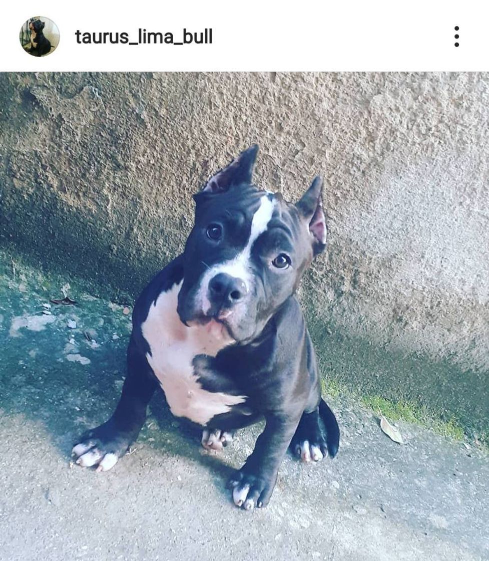 Fashion 🐾Esse é meu bbzão 🐾