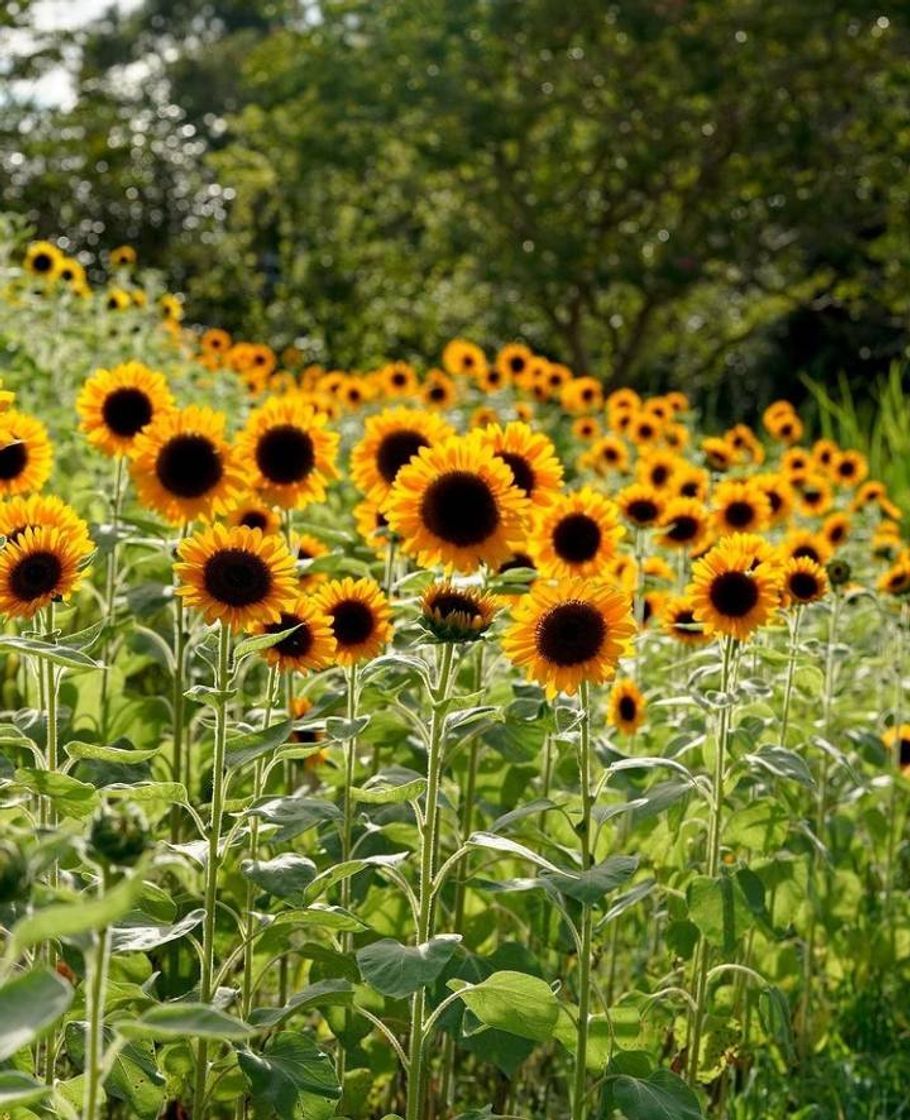 Moda 🌻🌻🌻🌻🌻