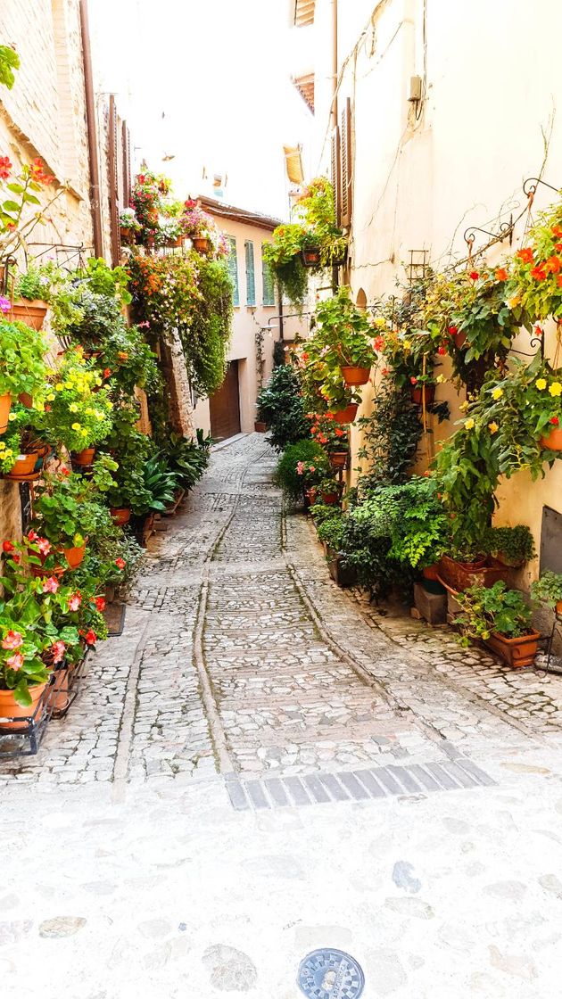 Social Spello