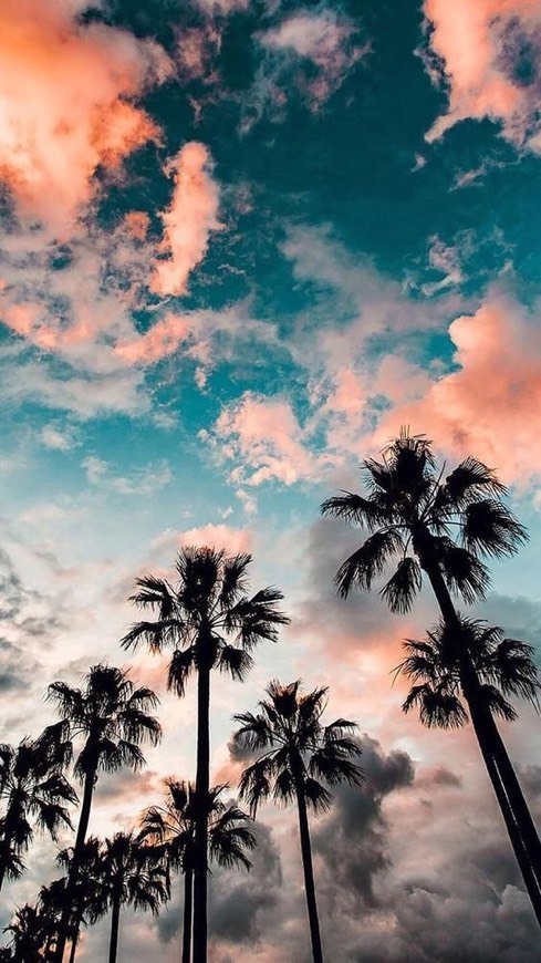 Social ☁️🌴☁️
