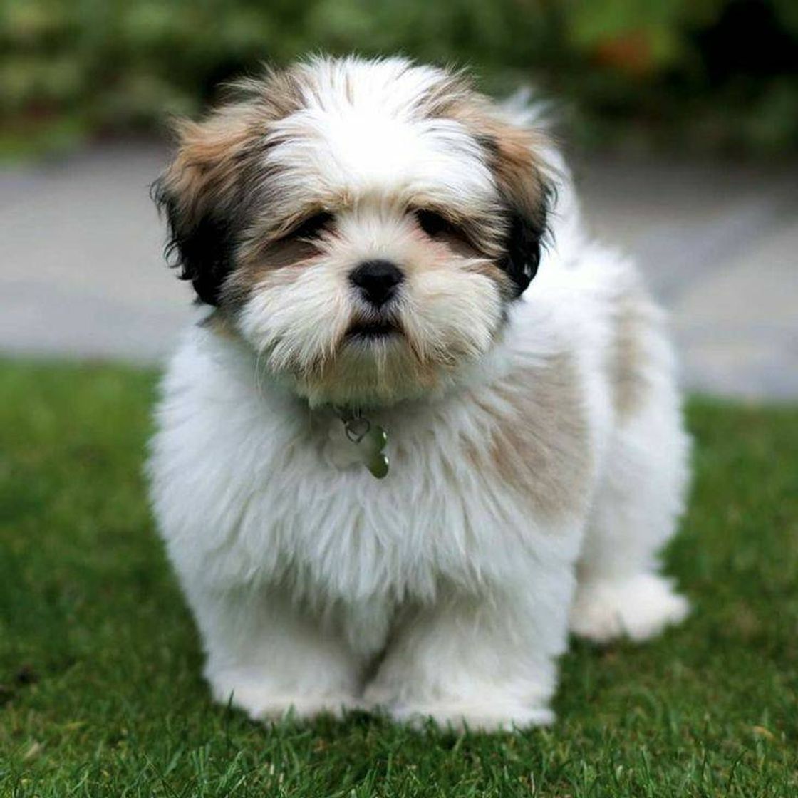 Lhasa apso