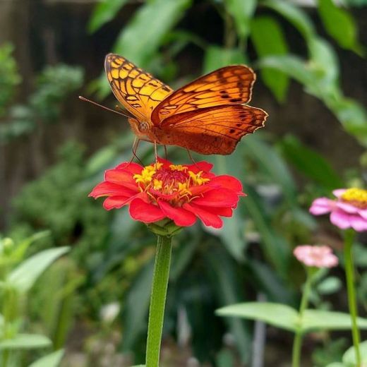 As Zinnias atraem borboletas tão lindas 😍