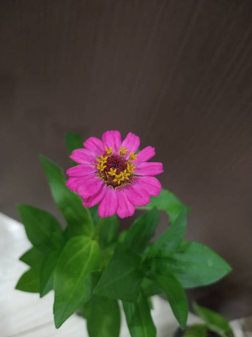 Moda Zinnia Rosa Choque 😍