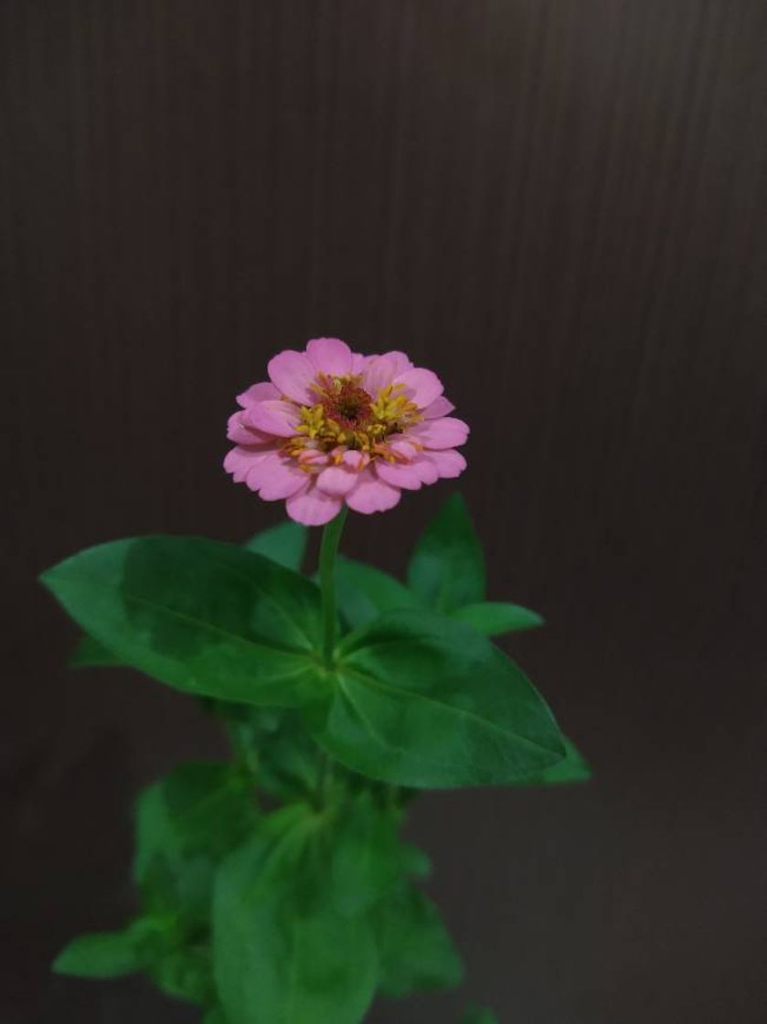 Moda Zinnia Rosa bebê 😍