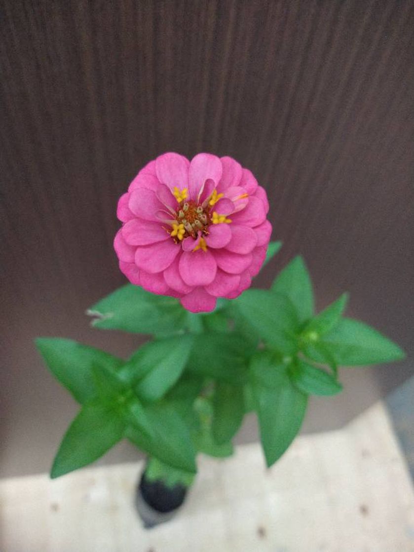 Moda Zinnia Rosa Exótico 😍