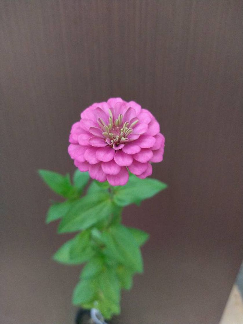 Moda Zinnia Rosa Vibrato 😍