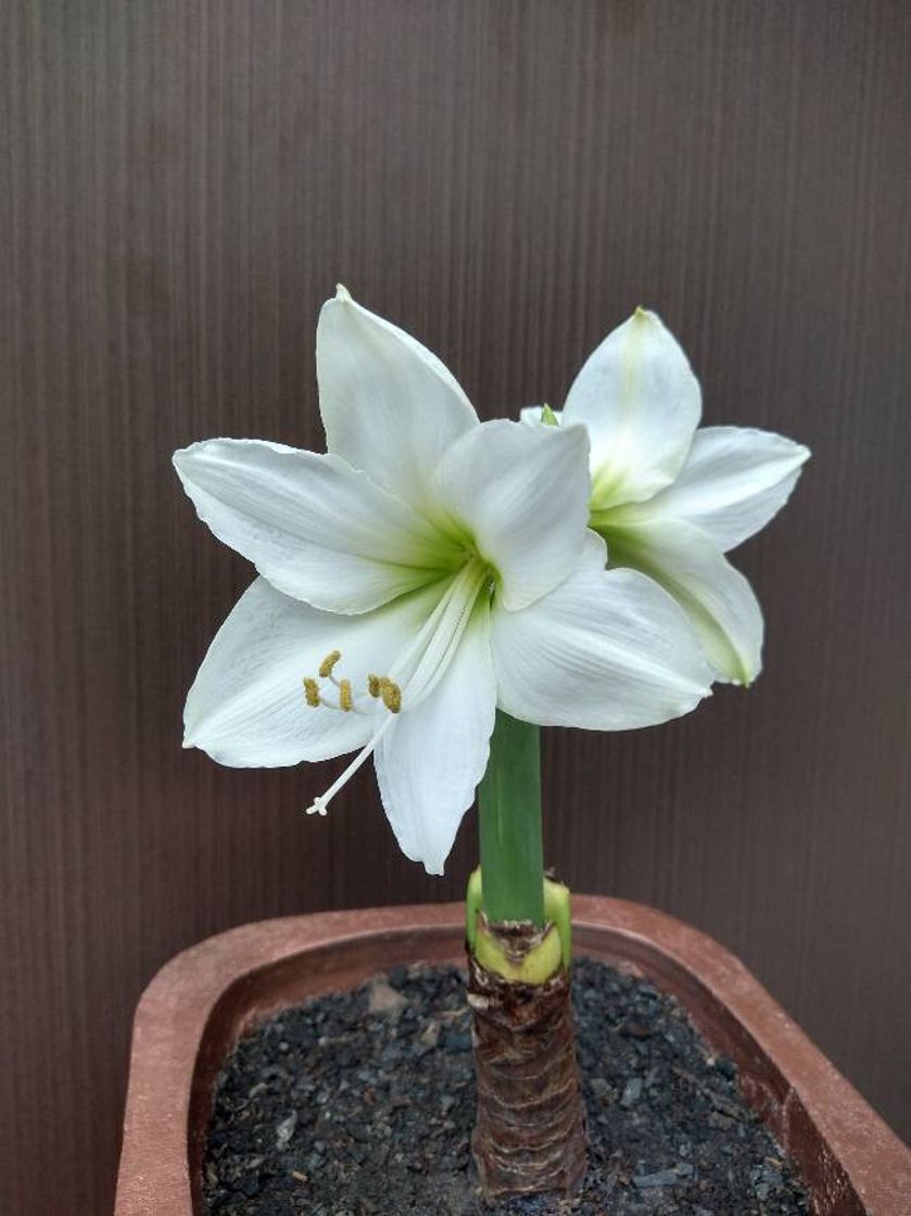 Moda Amaryllis 