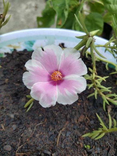 Portulaca Oleracea Bicolor (Branco e Rosa) 😍