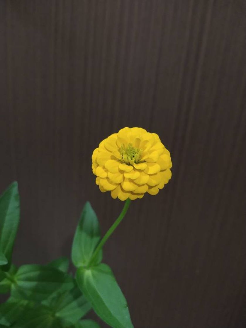 Moda Zinnia Amarela 😍