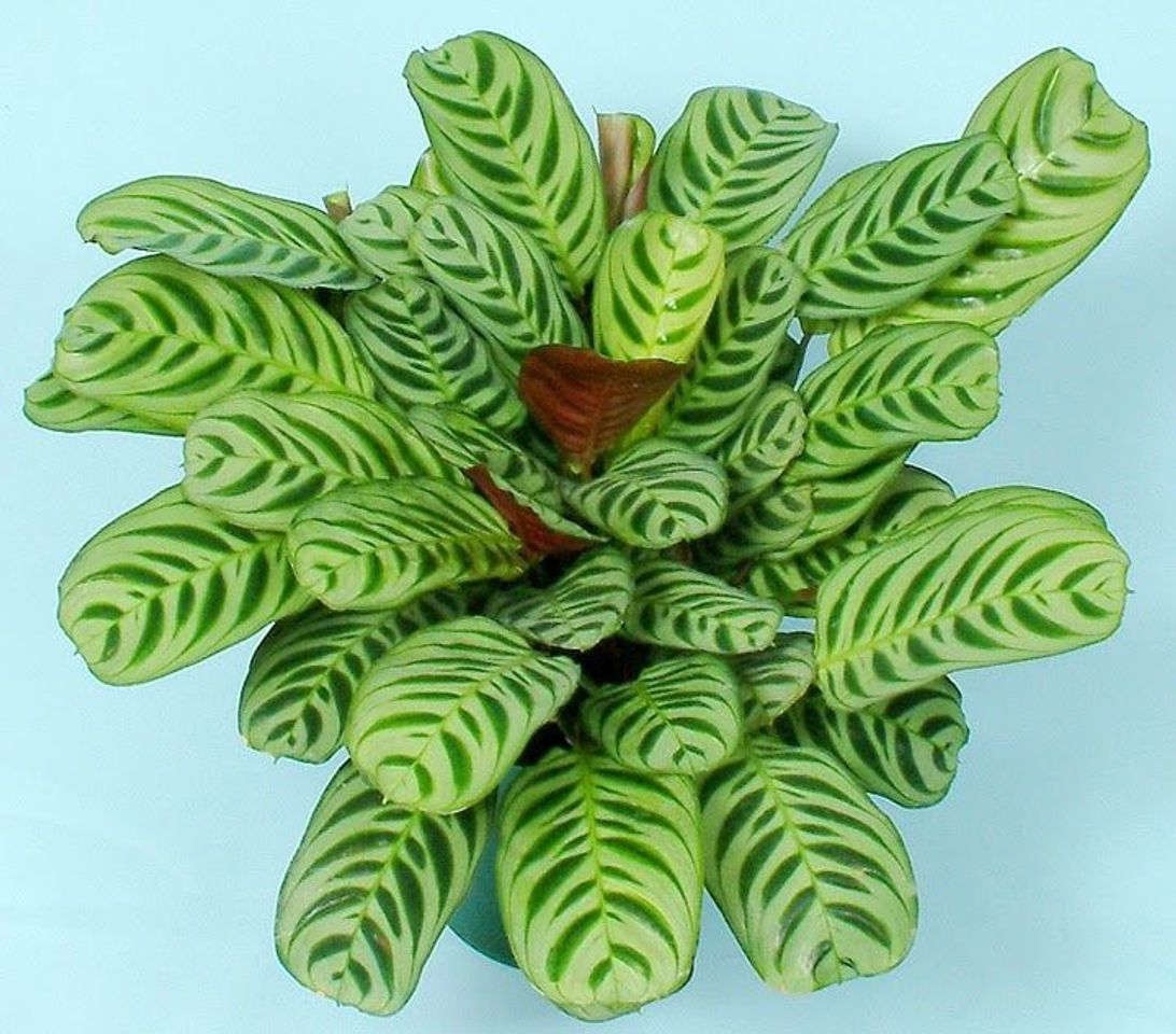 Product Calathea Burle Marx