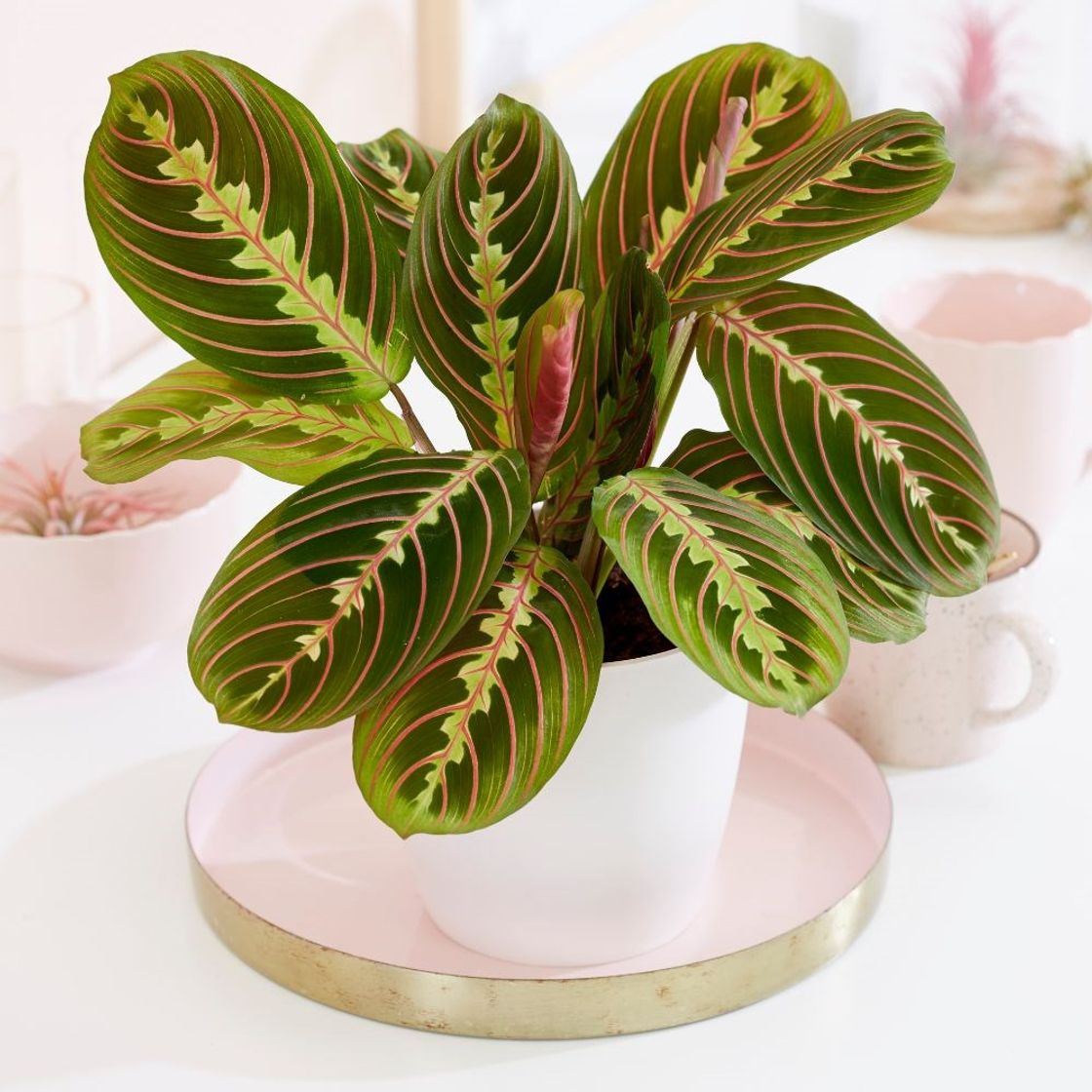 Product Maranta Leuconeura “Fascinator”