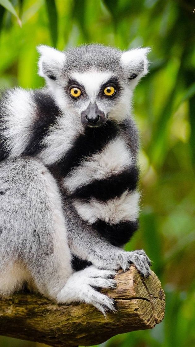 Fashion Lemur