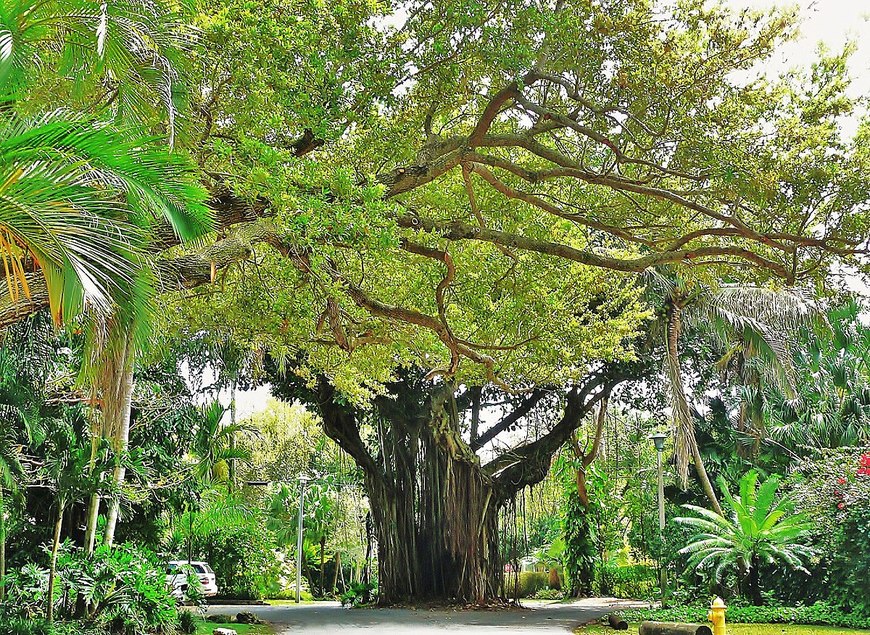 Lugar Coconut Grove