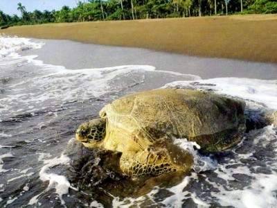 Lugar Tortuguero National Park