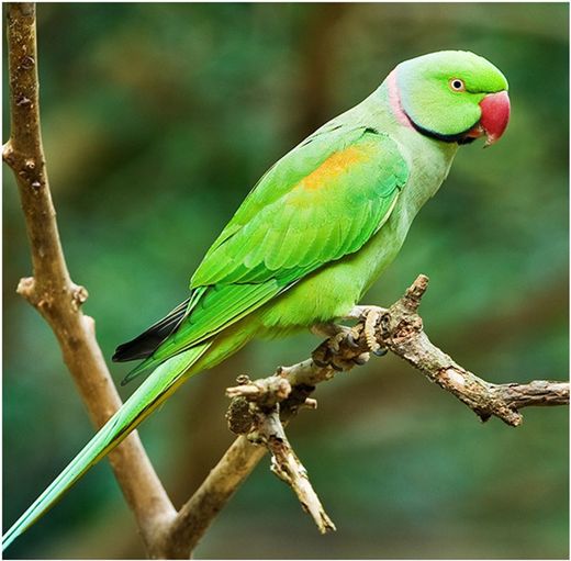Pássaro ring neck verde