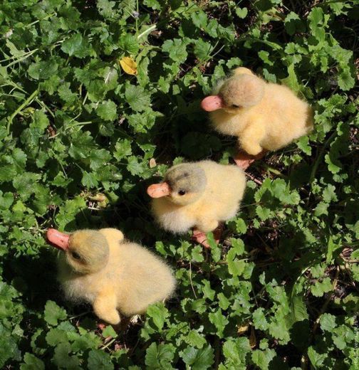 Duckys