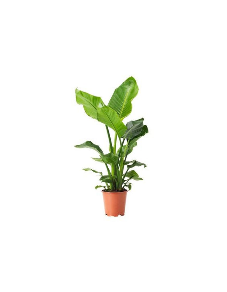 Social STRELITZIA 