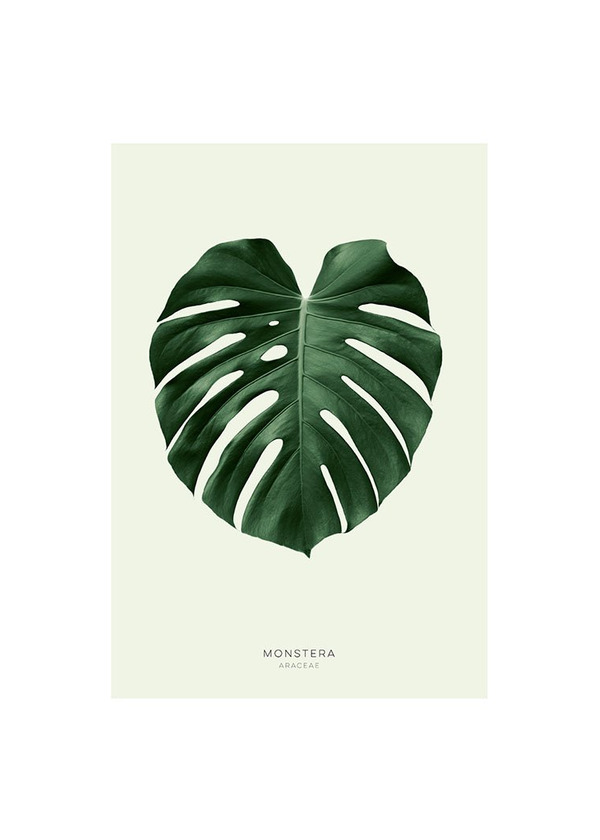 Product Green Monstera Poster