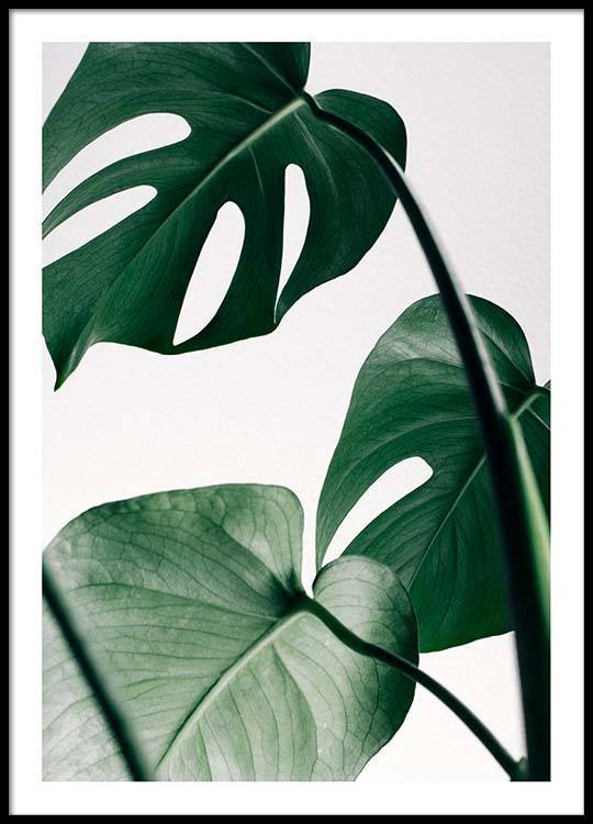 Producto Big Monstera No.3 Poster