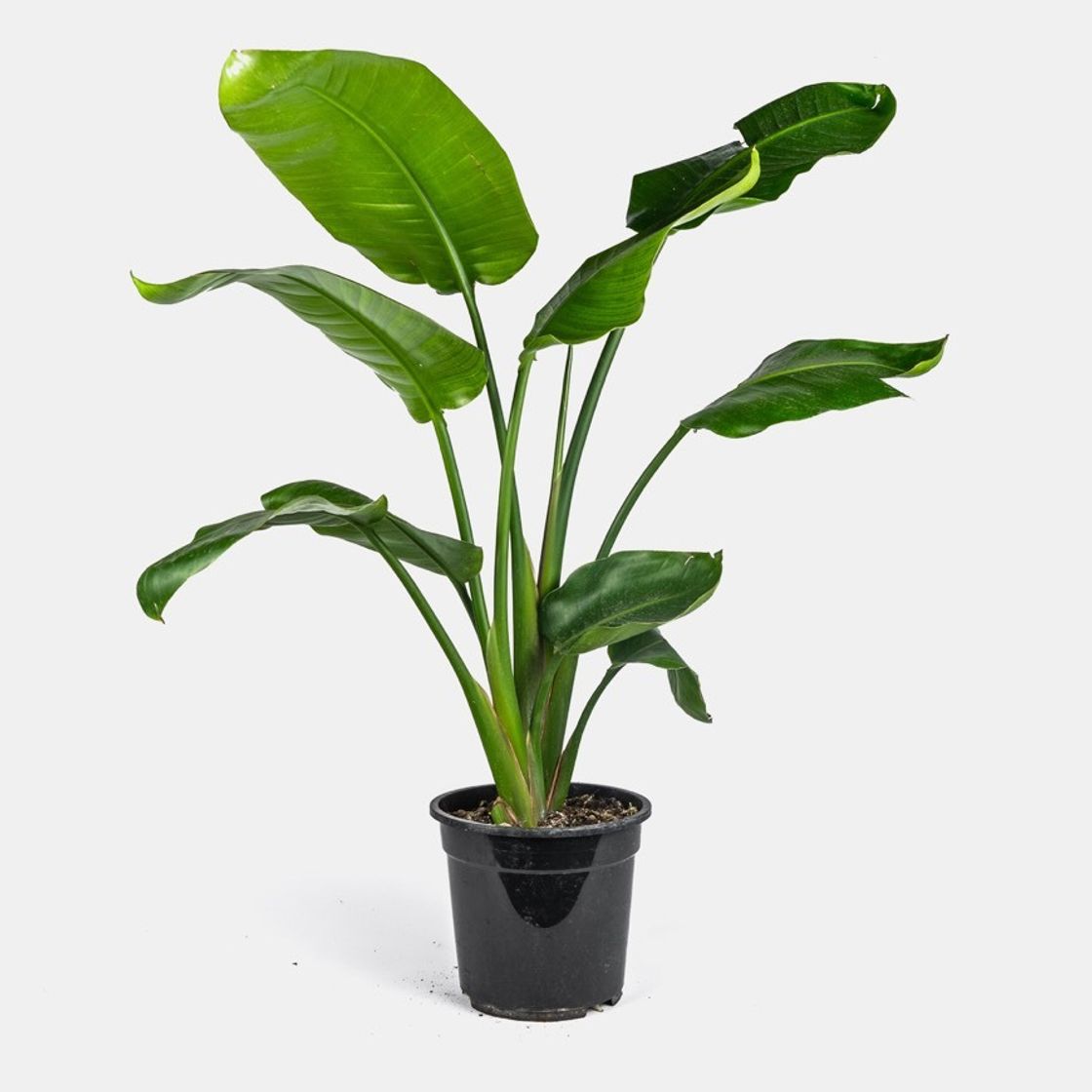 Social STRELITZIA NICOLAI