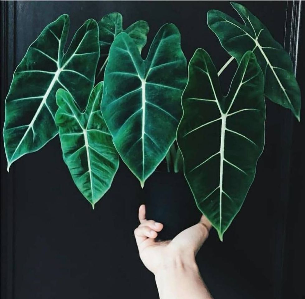 Social Alocasia Amazonica