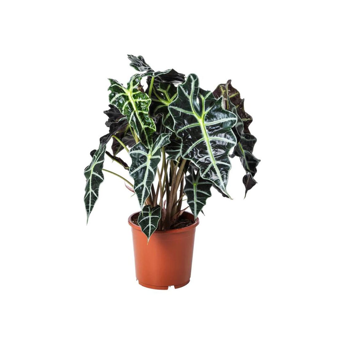 Social ALOCASIA AMAZONICA 17cm