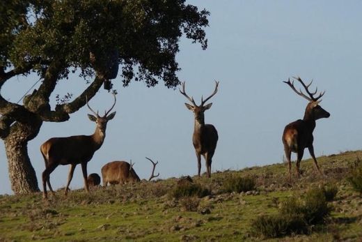 Tapada Nacional de Mafra