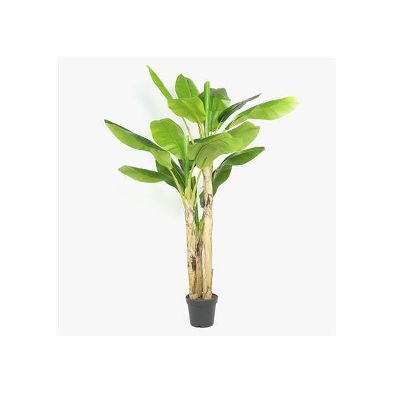 Producto Bananeira 200 cm