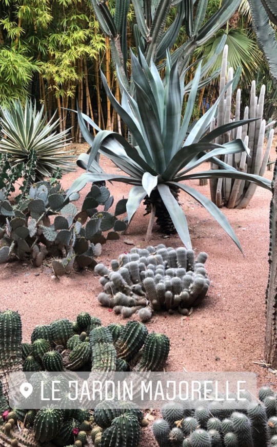 Lugares Le Jardin Majorelle