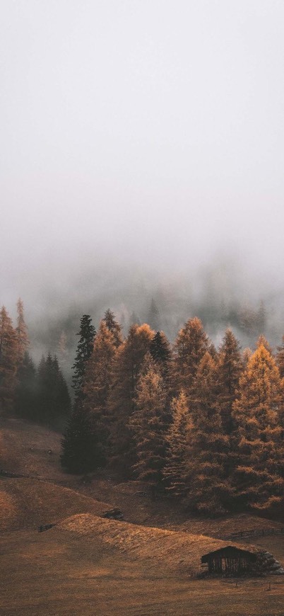 Social trees