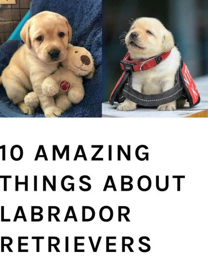 Conhecendo Labrador