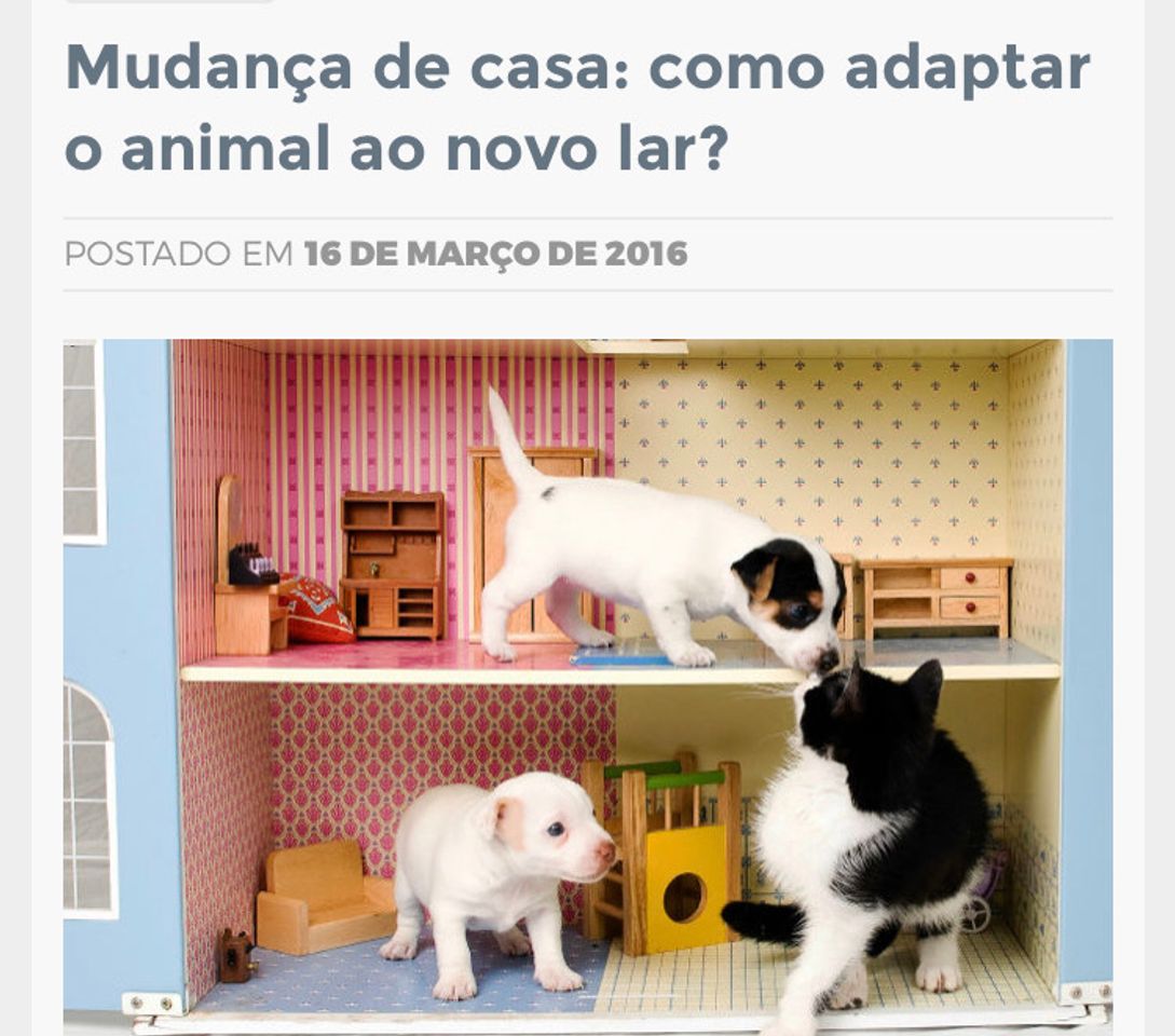 Fashion Adaptando o animal no novo lar