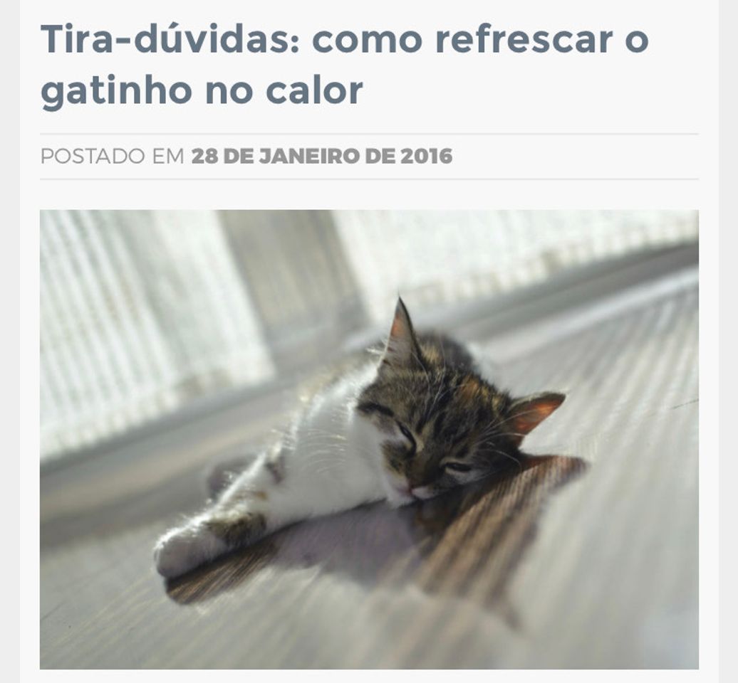 Fashion Como refrescar seu gato