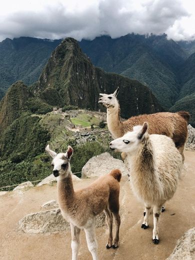 Machu Picchu