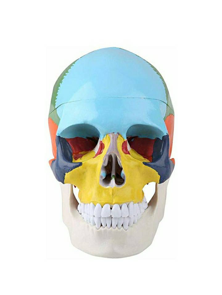 Moda Skull Model 