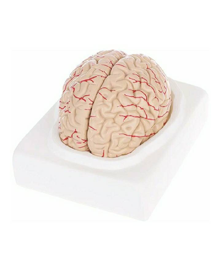 Moda Brain Model