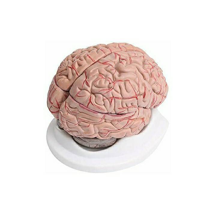 Moda Brain Model 2