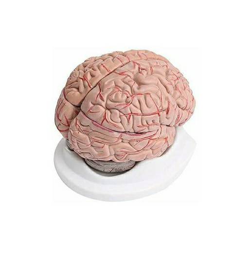 Brain Model 2