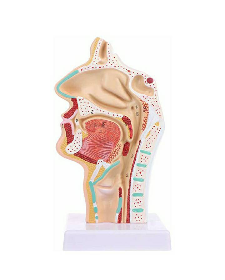 Moda Nasal Cavity Model