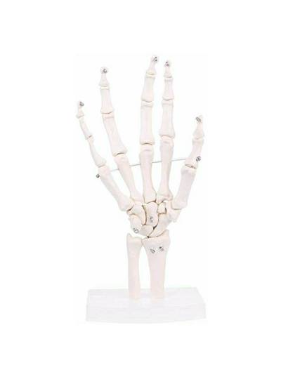 Hand Skeleton Model