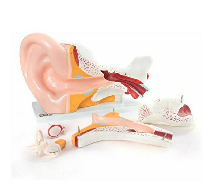 Moda Ear Model