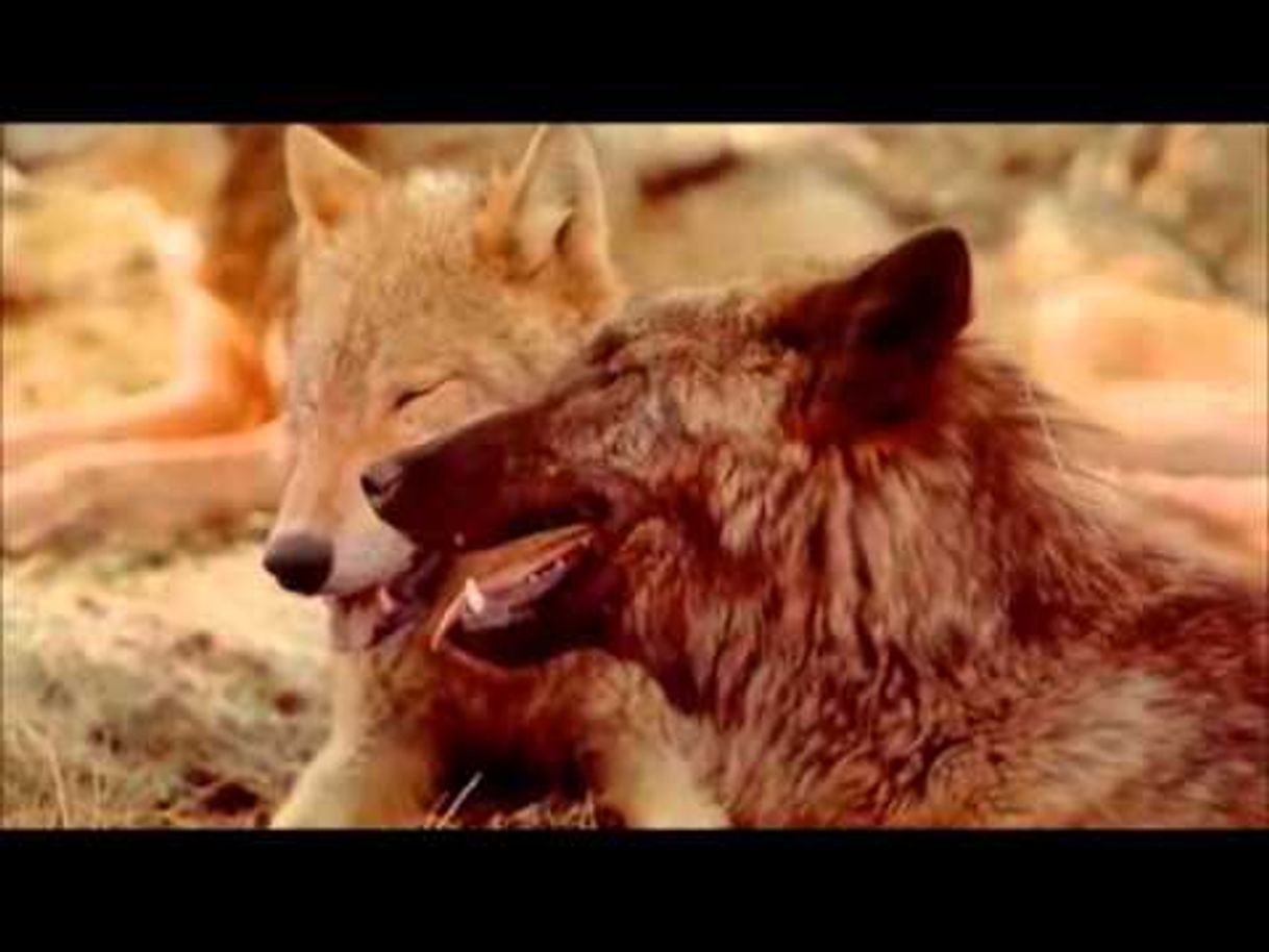 Fashion 🐺Yellowstone - El regreso del lobo