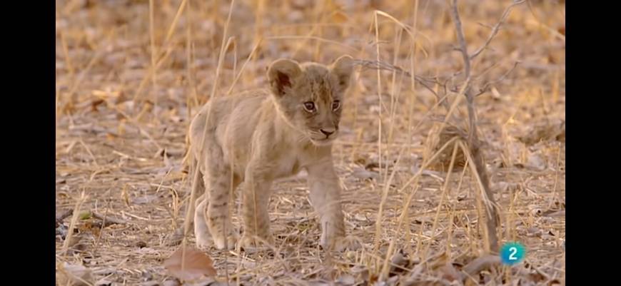 Moda Cazadores de África - El inadaptado 🦁