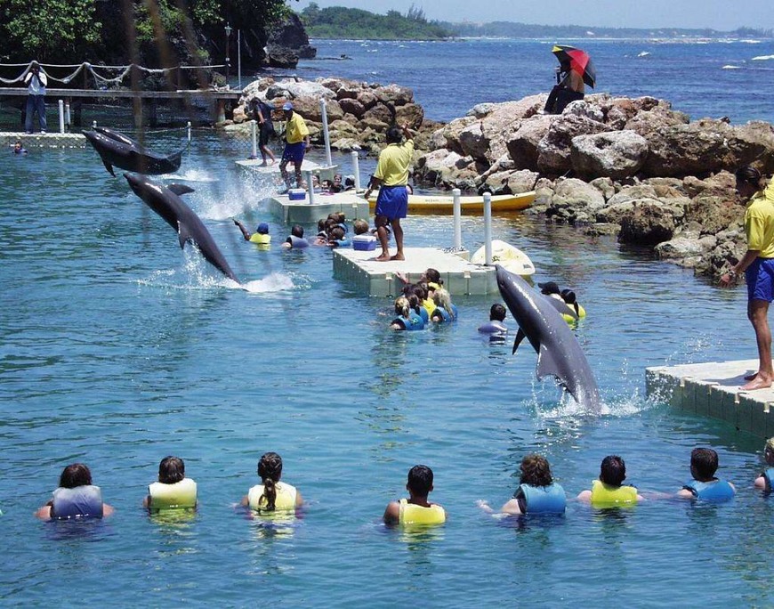 Place Dolphin Cove Ocho Rios