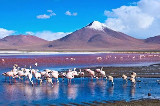 Laguna Colorada