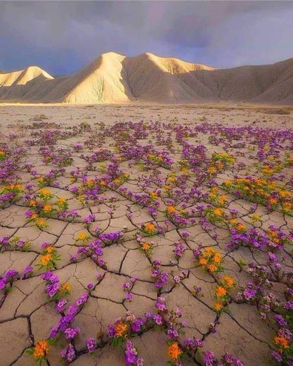 Desierto de Atacama