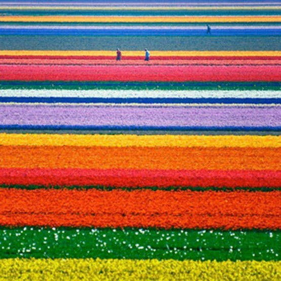 Place Tulips from Amsterdam