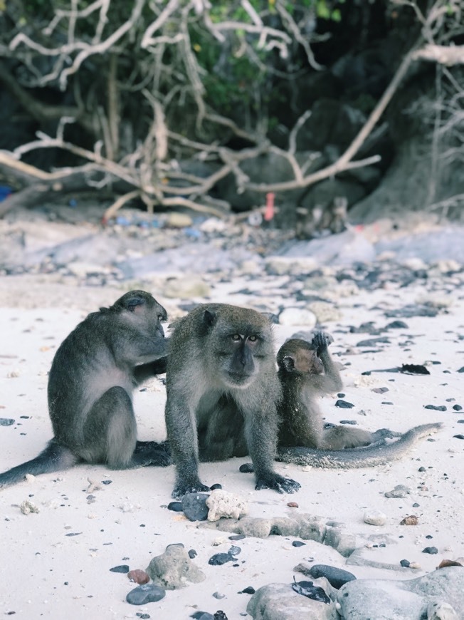 Place Monkey Beach