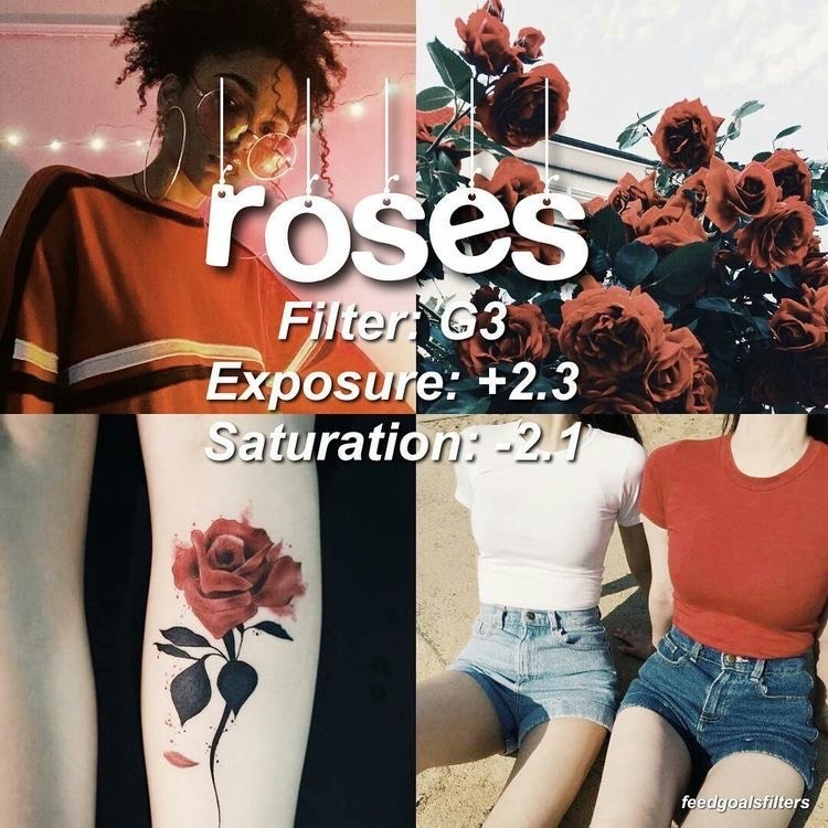 Fashion Roses